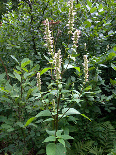 entire plant